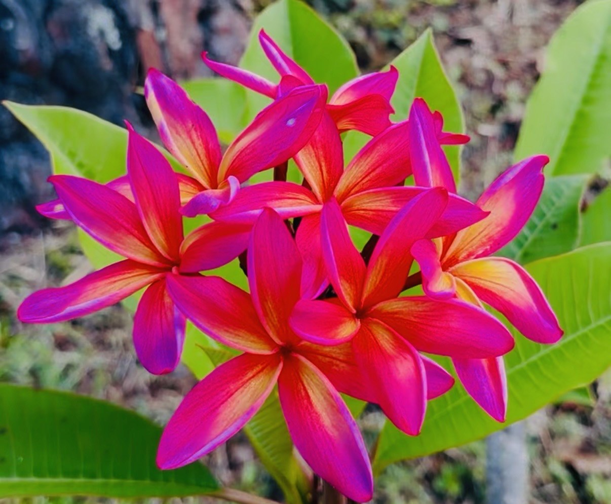 A cluster of deep pink frangipani flowers against their leaves